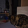 cat, tortoiseshell_cat, indoor, bedroom, furniture, shelf, box, door, dark, dim_lighting, animal, pet, resting, curled_up, tail, wood, fabric, clutter, room, home