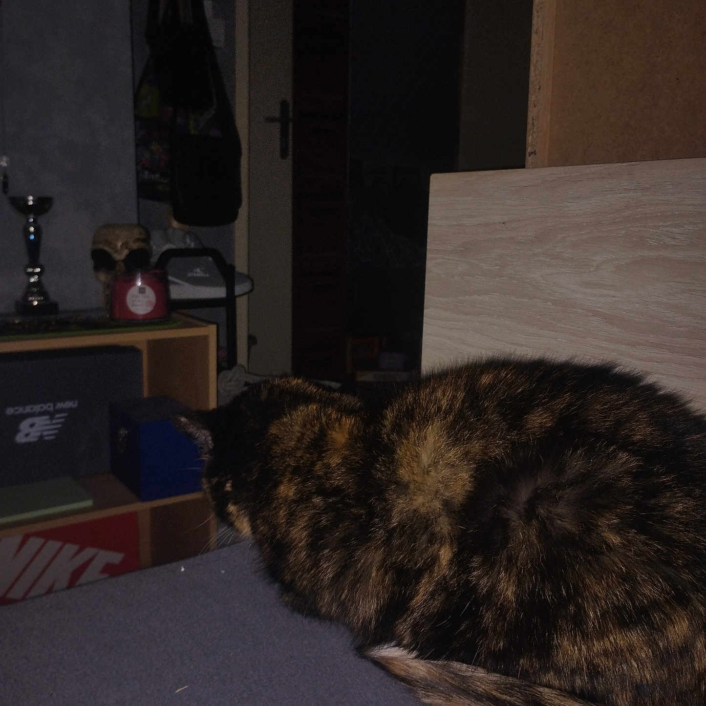 Inconnu Mdr a rejoint le concours — aidez-le/la à gagner de superbes lots ! animal, bedroom, box, cat, clutter, curled_up, dark, dim_lighting, door, fabric, furniture, home, indoor, pet, resting, room, shelf, tail, tortoiseshell_cat, wood
