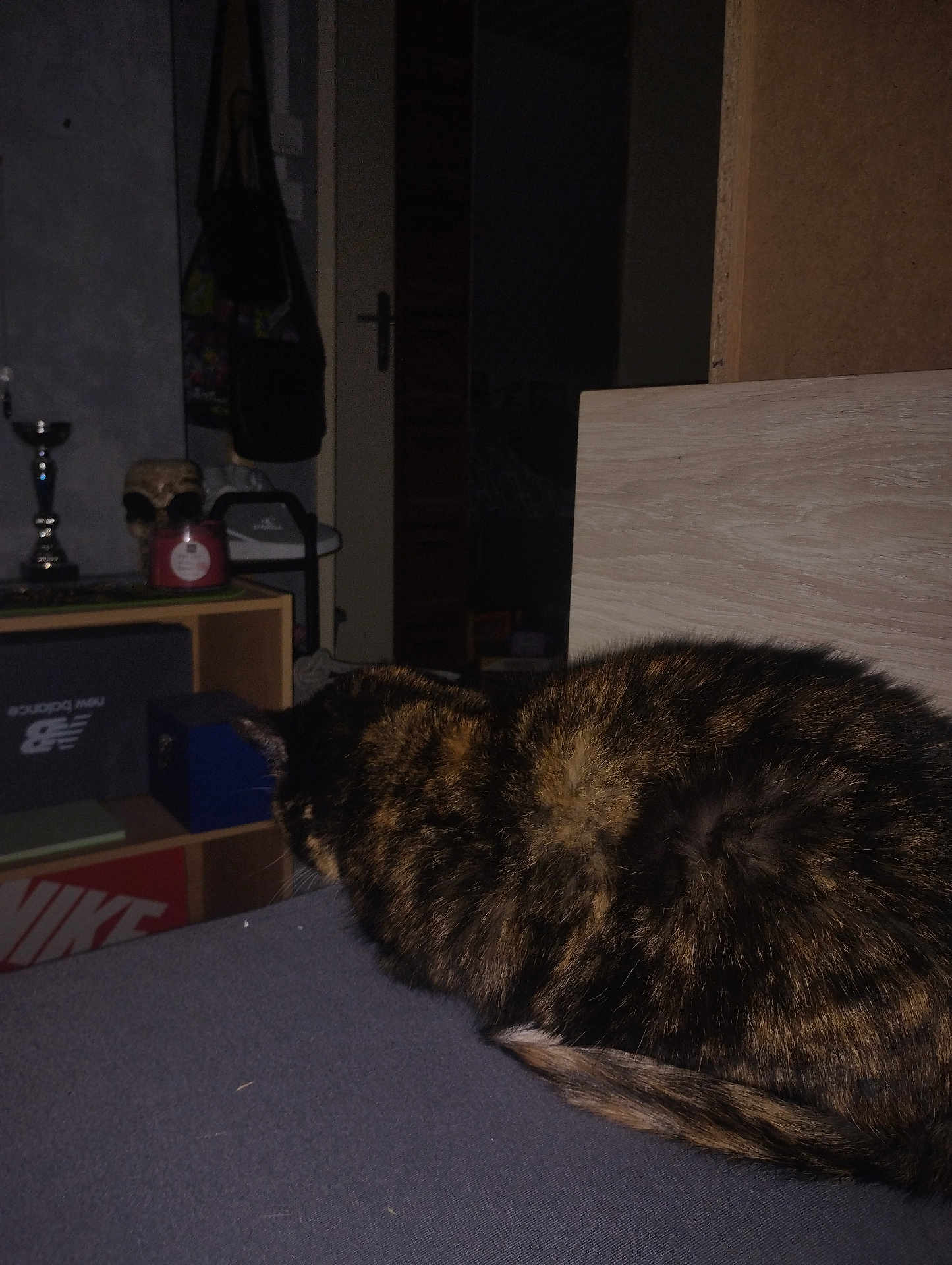 Inconnu Mdr a rejoint le concours — aidez-le/la à gagner de superbes lots ! cat, tortoiseshell_cat, indoor, bedroom, furniture, shelf, box, door, dark, dim_lighting, animal, pet, resting, curled_up, tail, wood, fabric, clutter, room, home