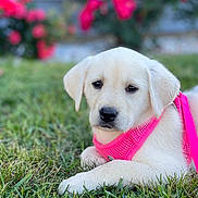 Lily is registered to the contest to win money with this photo: animal, background_blur, canine, closeup, cute, dog, flower, fur, garden, grass, greenery, lying_down, nature, outdoor, pet, pink_harness, portrait, puppy, soft_light, young