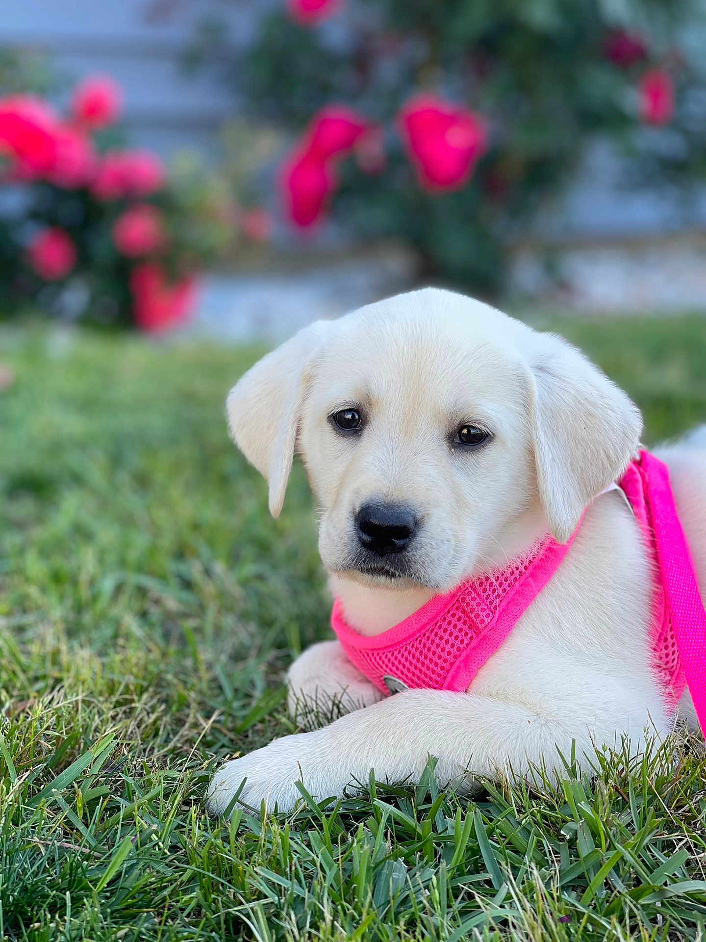 Lily