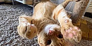 Toast joined the competition — help win amazing prizes! cat, orange_tabby, carpet, scratching_post, paw, feline, indoor, playful, upside_down, home, shoe_rack, texture, whiskers, ears, cute, pet, fur, closeup, resting, curious
