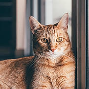Toast is registered to the contest to win money with this photo: cat, ginger_cat, tabby, indoor, window, natural_light, fur, whiskers, relaxed, pet, animal, closeup, portrait, feline, domestic_cat, resting, eyes, paws, cute, cozy