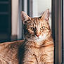 animal, cat, closeup, cozy, cute, domestic_cat, eyes, feline, fur, ginger_cat, indoor, natural_light, paws, pet, portrait, relaxed, resting, tabby, whiskers, window