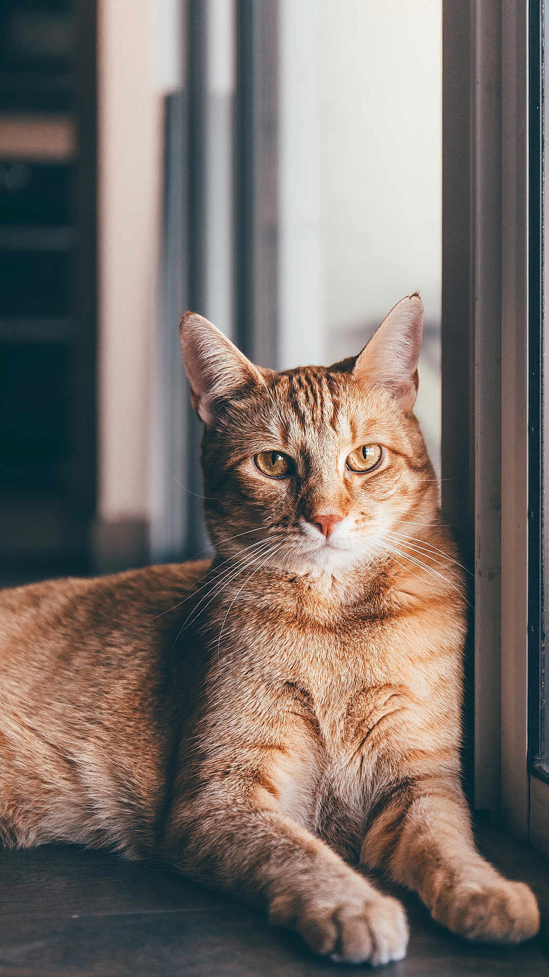 Toast is registered to the contest to win money with this photo: cat, ginger_cat, tabby, indoor, window, natural_light, fur, whiskers, relaxed, pet, animal, closeup, portrait, feline, domestic_cat, resting, eyes, paws, cute, cozy