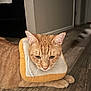Toast joined the competition — help win amazing prizes! cat, ginger_cat, plush_toy, bread_costume, floor, wooden_floor, pet, indoor, animal, cute, orange_fur, whiskers, ears, paws, domestic_cat, costume, funny, accessory, lying_down, calm