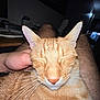 Toast is registered to the contest to win money with this photo: cat, orange_tabby, pet, close_up, indoor, person, legs, hand, whiskers, fur, ear, nose, relaxed, resting, cozy, dim_light, human_interaction, comfort, animal, scratching