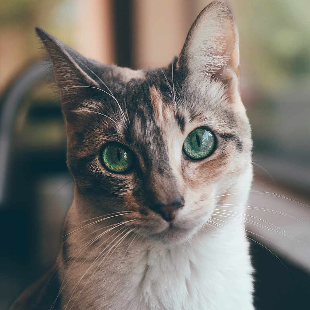 Cado joined the competition — help win amazing prizes! animal, cat, close_up, curious, cute, domestic, ears, face, feline, focus, fur, green_eyes, indoor, indoor_light, mammal, nose, pet, portrait, soft_light, whiskers