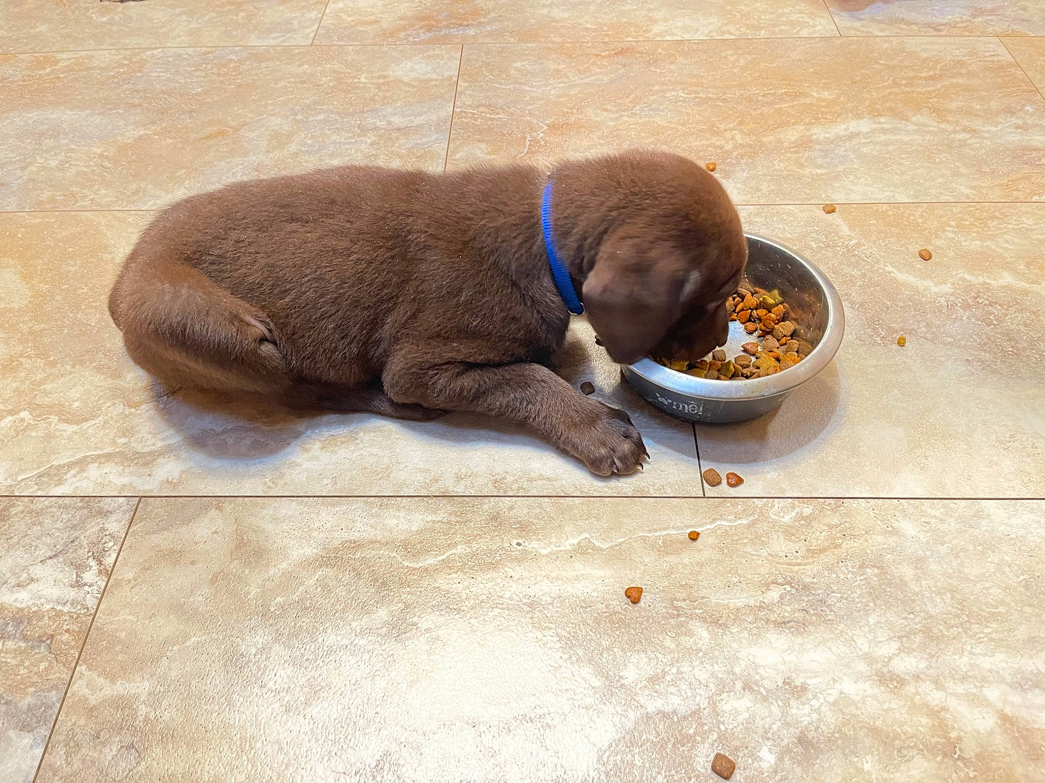 Zuma joined the competition — help win amazing prizes! animal_feed, carnivore, comfort, dog, dog_breed, door_mat, fawn, flooring, liver, paw, pet_supply, snout, sporting_group, tail, terrestrial_animal, working_animal