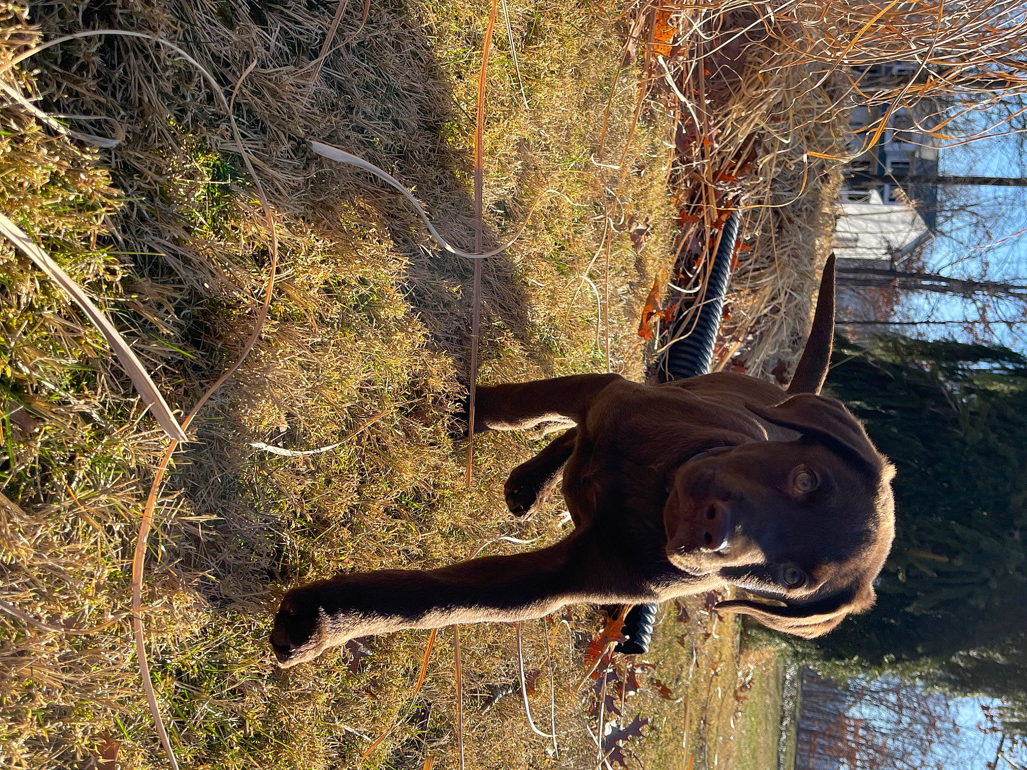 Zuma is registered to the contest to win money with this photo: branch, canidae, carnivore, dog, dog_breed, fawn, grass, moose, natural_material, plant, snout, sporting_group, tail, terrestrial_animal, tree, trunk, twig, wood, woody_plant, working_animal