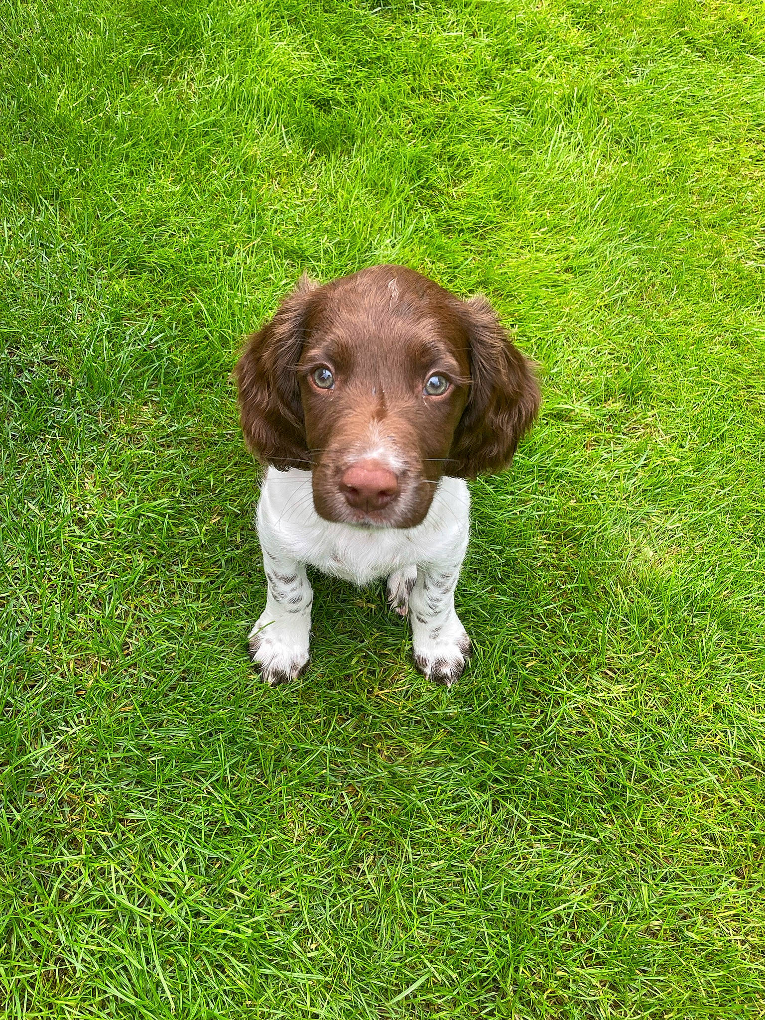 Harry joined the competition — help win amazing prizes! canidae, carnivore, companion_dog, dog, dog_breed, grass, grassland, groundcover, gun_dog, hunting_dog, liver, plant, snout, spaniel, sporting_group, terrestrial_animal, working_animal