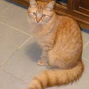 Volt a rejoint le concours — aidez-le/la à gagner de superbes lots ! cat, orange_tabby, feline, pet, animal, indoor, floor, tile, tail, sitting, curious, fur, whiskers, ears, household, cabinet, wood, domestic, cute, companion