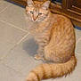 cat, orange_tabby, feline, pet, animal, indoor, floor, tile, tail, sitting, curious, fur, whiskers, ears, household, cabinet, wood, domestic, cute, companion