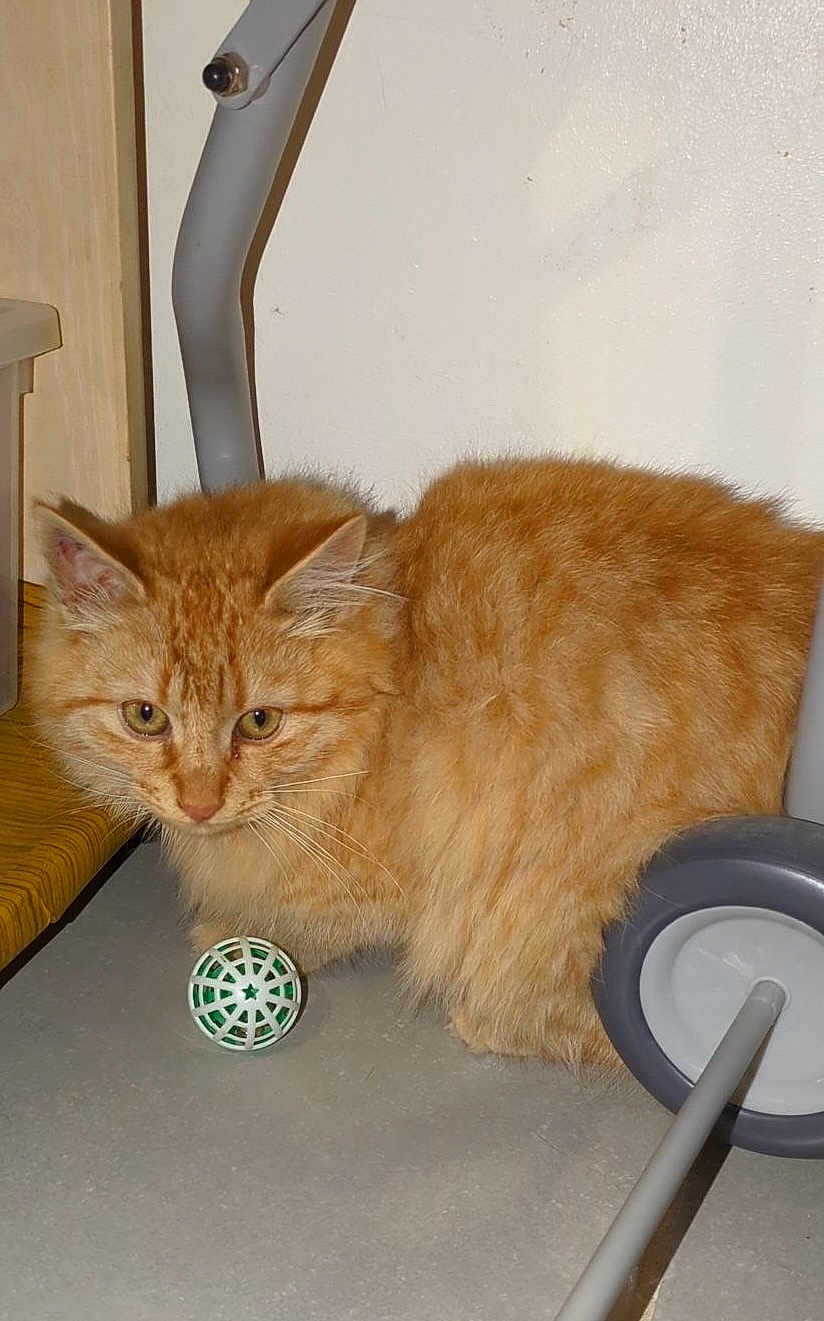 Volt participe au concours pour gagner de l'argent avec cette photo : cat, orange_tabby, pet, animal, indoor, floor, toy, ball, fur, whiskers, ears, eyes, curious, closeup, feline, domestic_cat, cute, side_view, mammal, playing