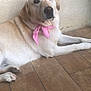 Praline participe au concours pour gagner de l'argent avec cette photo : animal, bandana, canine, companion, cute, dog, domestic, ears, floor, indoor, light_fur, looking, muzzle, paw, pet, pink, portrait, resting, side_view, tile