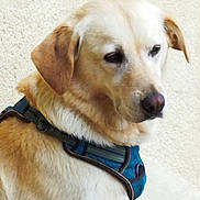 Praline a rejoint le concours — aidez-le/la à gagner de superbes lots ! animal, canine, close_up, collar, companion, dog, domestic_animal, ears, fur, golden_retriever, harness, indoors, light_background, looking, muzzle, nostrils, pet, quiet, side_view, whiskers