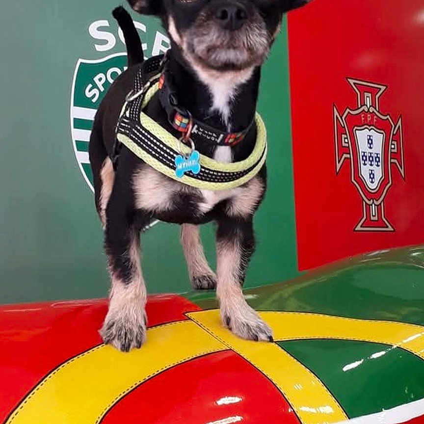 Mynus participe au concours pour gagner de l'argent avec cette photo : animal, black_dog, close_up, collar, colorful_background, curious, dog, flag, green, indoor, large_ears, pet, portugal_flag, red, small_dog, standing, tag, tan_markings, white, yellow