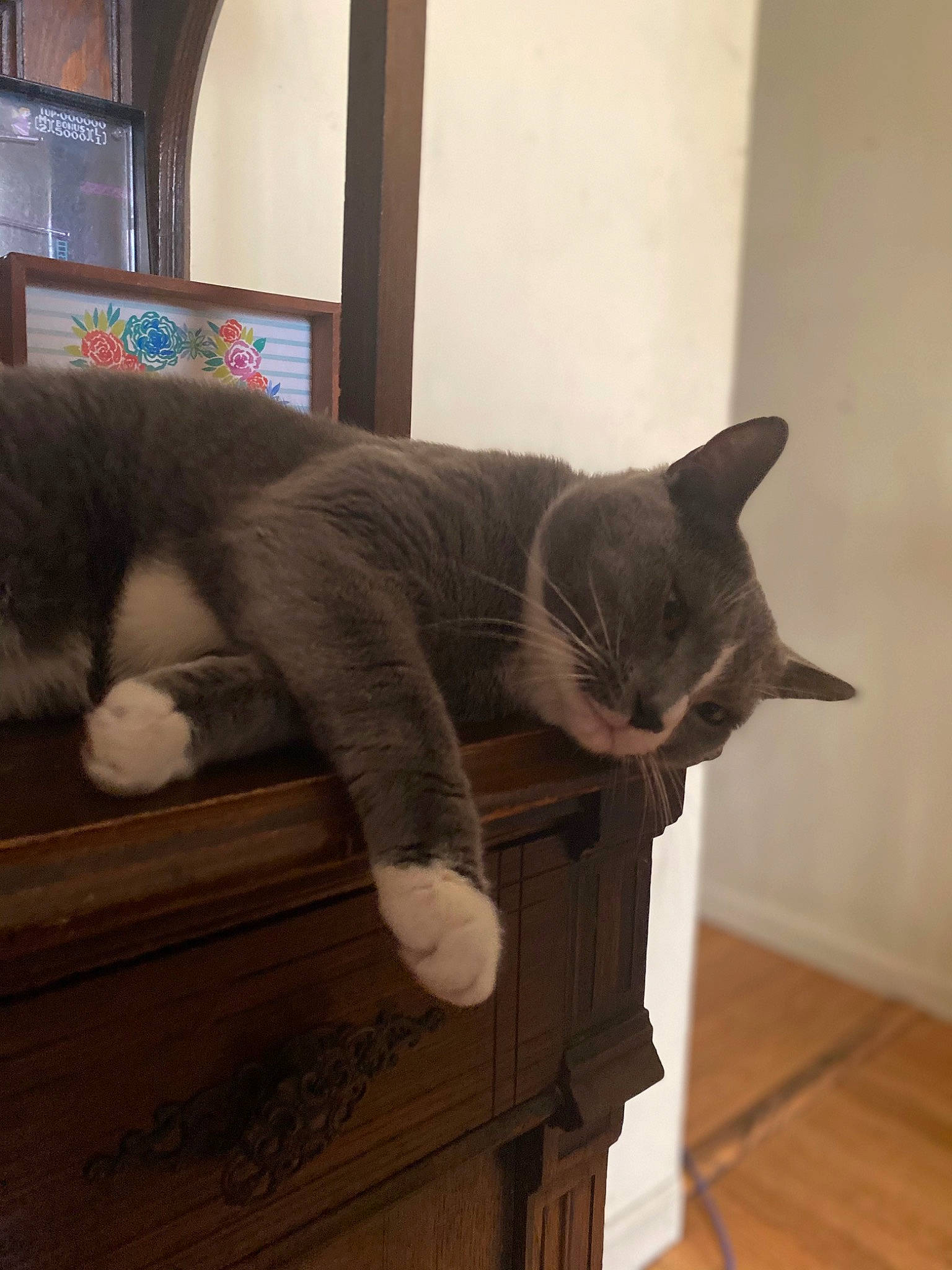 Bailey is registered to the contest to win money with this photo: black_cat, carnivore, cat, comfort, domestic_short_haired_cat, felidae, flooring, fur, grey, hardwood, paw, room, small_to_medium_sized_cats, snout, tail, whiskers, window, wood, wood_flooring, wood_stain