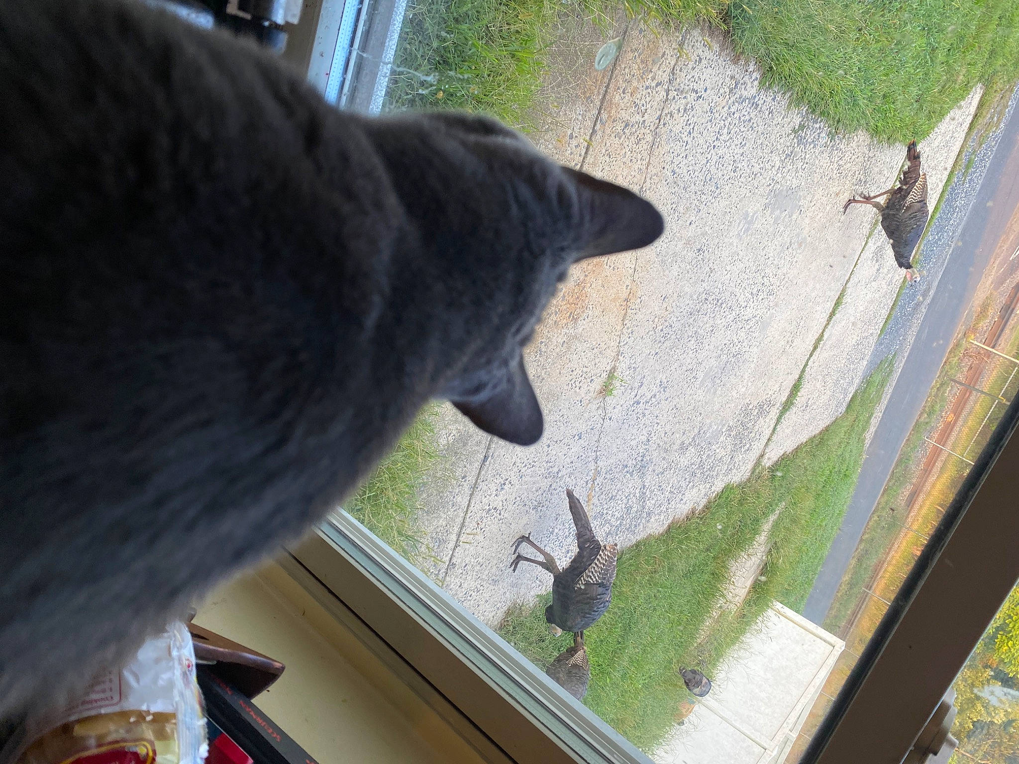 Bailey is registered to the contest to win money with this photo: carnivore, cat, domestic_short_haired_cat, felidae, fur, glass, grass, mammal, organism, plant, small_to_medium_sized_cats, tail, terrestrial_animal, tints_and_shades, vehicle_door, vertebrate, whiskers, wildlife, window, wood