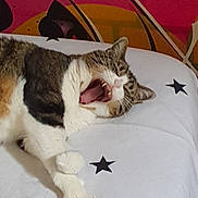 Lucky a rejoint le concours — aidez-le/la à gagner de superbes lots ! abyssinian, animal, bed, bedroom, blanket, bodypart, cat, couch, cushion, face, furniture, head, homedecor, indoors, kitten, manx, mouth, person, pet, room