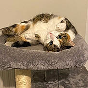 Sweetie participe au concours pour gagner de l'argent avec cette photo : cat, calico, pet, feline, cat_tree, gray, fur, paws, cute, indoor, playful, relaxed, looking_up, wide_eyes, cozy, domestic_cat, animal, whiskers, bed, resting