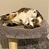 cat, calico, pet, feline, cat_tree, gray, fur, paws, cute, indoor, playful, relaxed, looking_up, wide_eyes, cozy, domestic_cat, animal, whiskers, bed, resting
