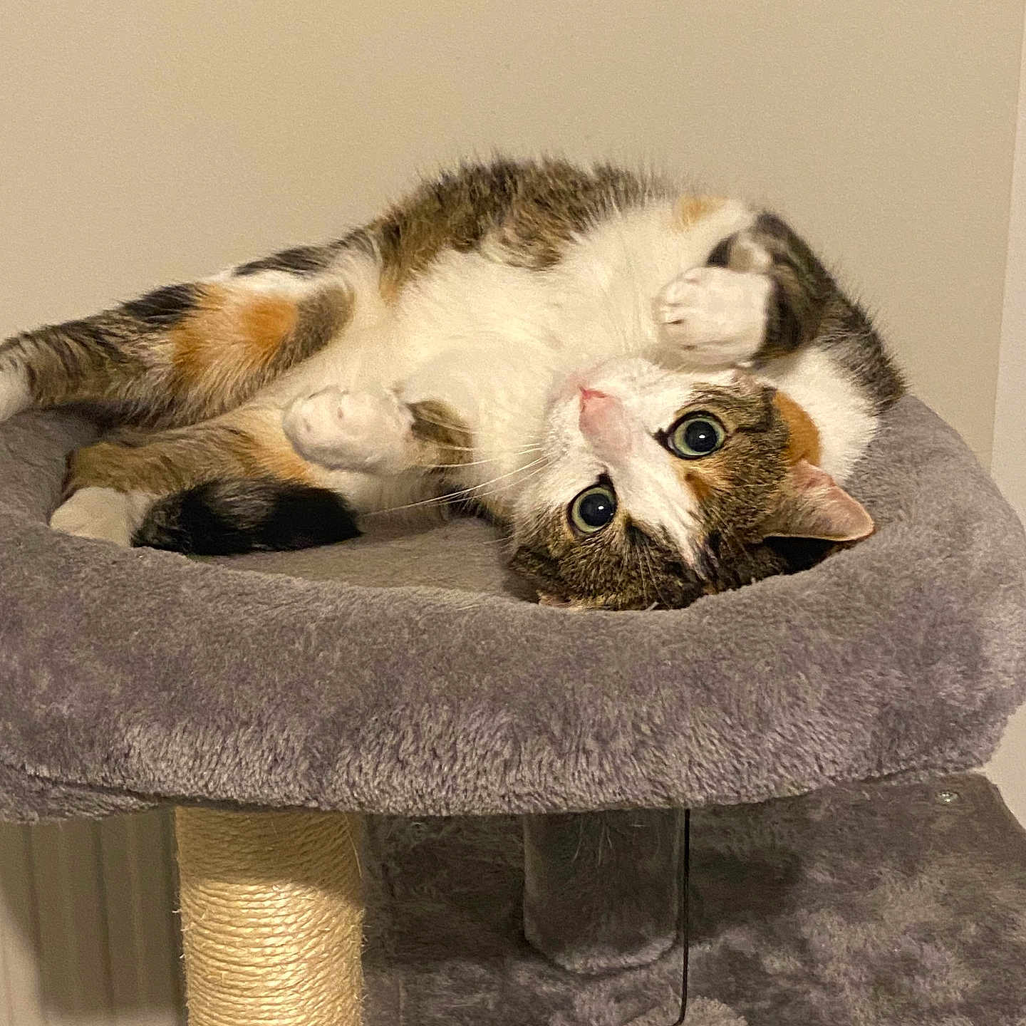 Sweetie
