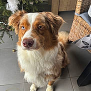 Volt participe au concours pour gagner de l'argent avec cette photo : animal, attentive, australian_shepherd, blue_eye, brown_eye, christmas_tree, cute, decor, dog, feather, floor_tile, fur, heterochromia, holiday, houseplant, indoor, ornament, pet, sitting, wicker_furniture
