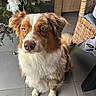 animal, attentive, australian_shepherd, blue_eye, brown_eye, christmas_tree, cute, decor, dog, feather, floor_tile, fur, heterochromia, holiday, houseplant, indoor, ornament, pet, sitting, wicker_furniture