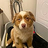 Volt participe au concours pour gagner de l'argent avec cette photo : puppy, dog, pet, brown, white, fluffy, bed, blanket, indoor, laundry_room, appliance, pipes, cute, animal, sitting, young, fur, looking, face, nose
