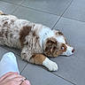 Volt participe au concours pour gagner de l'argent avec cette photo : dog, brown_and_white, lying_down, tile_floor, indoor, curious, hand, sock, ring, person, paw, fur, resting, floor, quiet, looking_sideways, domestic, pet, casual, relaxed