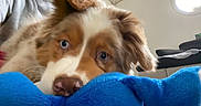 Volt a rejoint le concours — aidez-le/la à gagner de superbes lots ! dog, blue_eyes, toy, indoor, person, hoodie, close_up, fluffy, brown_and_white, nose, face, playful, couch, window, light, ceiling, fabric, pet, animal, home
