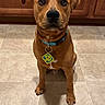 Montana is registered to the contest to win money with this photo: animal, brown_dog, cabinet, canine, collar, curious, cute, dog, domestic, ears, floor, fur, indoor, kitchen, looking, paw, pet, sitting, tag, tile_floor