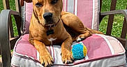 Montana is registered to the contest to win money with this photo: animal, brown_dog, canine, chair, collar, cushion, dog, domestic_animal, grass, leisure, outdoor, paw, pet, pet_toy, portrait, relaxed, summer, sunny, tennis_ball, wooden_deck