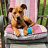 dog, brown_dog, pet, animal, chair, cushion, outdoor, grass, tennis_ball, relaxed, sunny, wooden_deck, paw, collar, pet_toy, summer, canine, domestic_animal, leisure, portrait
