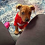 big_eyes, black_leggings, carpet, closeup, cute, dog, ears, face, indoors, looking_up, nose, owner_legs, paw, pet, pink_shoe, puppy, red_sweater, rug, small_dog, sweater