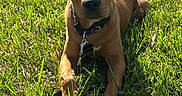 Montana joined the competition — help win amazing prizes! animal, brown, canine, collar, cute, dog, ears, eyes, field, grass, laying_down, leash, nature, outdoor, pet, playful, puppy, summer, sunlight, young
