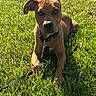 animal, brown, canine, collar, cute, dog, ears, eyes, field, grass, laying_down, leash, nature, outdoor, pet, playful, puppy, summer, sunlight, young