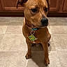 Montana joined the competition — help win amazing prizes! animal, brown_dog, cabinet, canine, collar, companion, curious, dog, domestic_animal, floor, house, indoor, looking_away, medium_sized_dog, pet, portrait, sitting, tag, tile_floor, wooden_cabinet