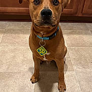 Montana is registered to the contest to win money with this photo: alert, animal, blue_collar, brown_dog, canine, curious, dog, dog_tag, domestic_animal, ears_up, front_view, indoor, kitchen, looking, pet, portrait, sitting, tile_floor, wooden_cabinets, young_dog