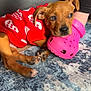 Montana is registered to the contest to win money with this photo: brown_fur, carpet, chewing, cozy, cute, dog, floor, human_arm, indoor, knit_sweater, paw, paw_pad, pet, pink_croc, portrait, puppy, red_sweater, rug, shoe, young