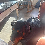 Rocky is registered to the contest to win money with this photo: dog, rottweiler, indoor, sunlight, floor, person, legs, rocking_chair, table, window, curtains, wooden_floor, shadow, pet, domestic, relaxing, home, black_and_brown, canine, companion