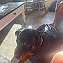 dog, rottweiler, indoor, sunlight, floor, person, legs, rocking_chair, table, window, curtains, wooden_floor, shadow, pet, domestic, relaxing, home, black_and_brown, canine, companion