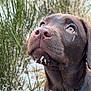 dog, puppy, chocolate_labrador, close_up, outdoor, greenery, collar, young_dog, curious, face, nose, whiskers, brown_fur, nature, pet, animal, looking_up, cute, fur, portrait