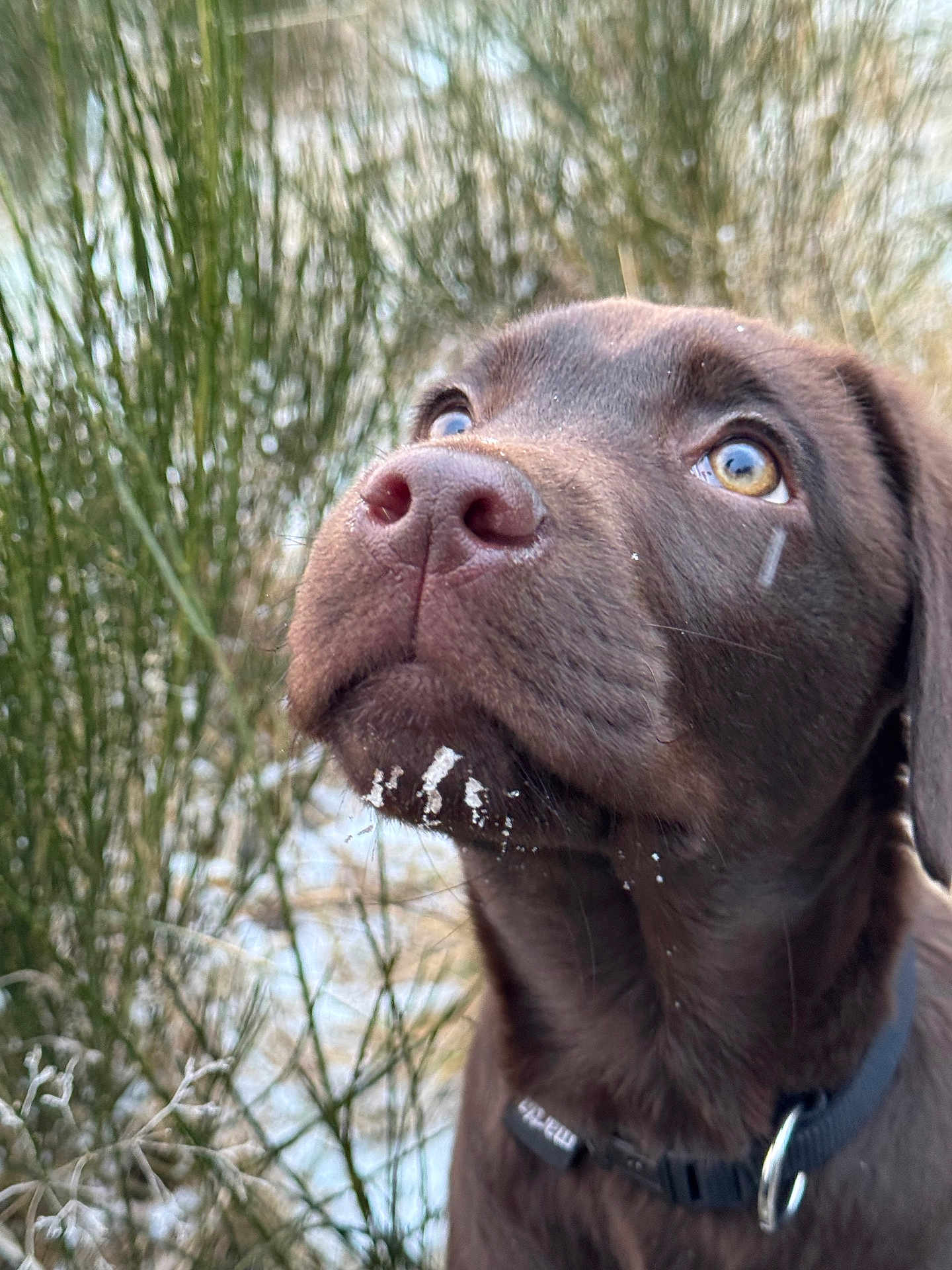Arrow participe au concours pour gagner de l'argent avec cette photo : dog, puppy, chocolate_labrador, close_up, outdoor, greenery, collar, young_dog, curious, face, nose, whiskers, brown_fur, nature, pet, animal, looking_up, cute, fur, portrait