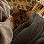 Mïo a rejoint le concours — aidez-le/la à gagner de superbes lots ! arm, blanket, cat, cat_tree, comfort, cozy, cuddle, feline, fur, home, indoor, person, pet, relax, resting, snuggle, soft, stone_wall, tabby, warm