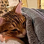 Mïo participe au concours pour gagner de l'argent avec cette photo : animal, blanket, cat, closeup, cozy, cute, domestic, ears, fur, hand, indoor, pet, relaxing, resting, sleepy, snuggling, soft, tabby, warm, whiskers