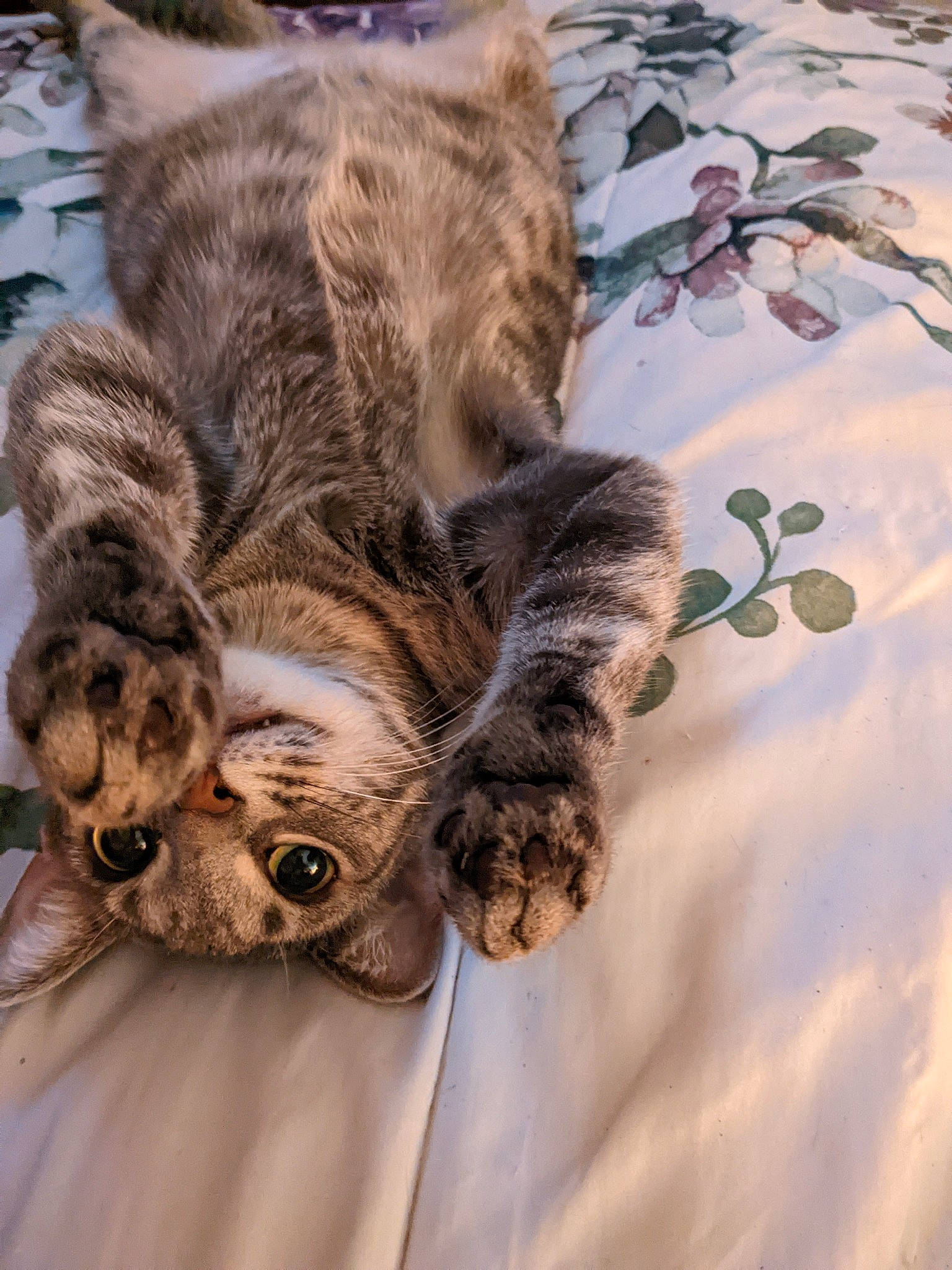 Faith is registered to the contest to win money with this photo: bed, bird_of_prey, carnivore, cat, claw, comfort, domestic_short_haired_cat, fawn, felidae, fur, nap, pattern, paw, sleep, small_to_medium_sized_cats, snout, tail, terrestrial_animal, twig, whiskers