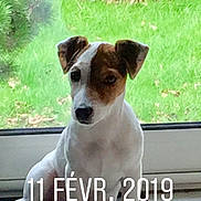 Olie participe au concours pour gagner de l'argent avec cette photo : ancient_dog_breeds, brazilian_terrier, canidae, carnivore, chilean_fox_terrier, companion_dog, dog, dog_breed, fox_terrier, irishjacks, jack_russell_terrier, mammal, miniature_fox_terrier, rare_breed_dog, russell_terrier, smooth_fox_terrier, snout, sporting_group, tenterfield_terrier, vertebrate
