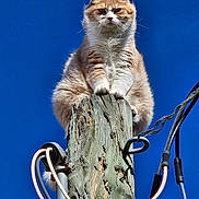 Kat is registered to the contest to win money with this photo: animal, blue_sky, cables, cat, curious, daylight, ears, feline, fluffy_cat, fur, majestic, nature, orange_cat, outdoor, perched, pet, utility_pole, whiskers, wires, wooden_pole
